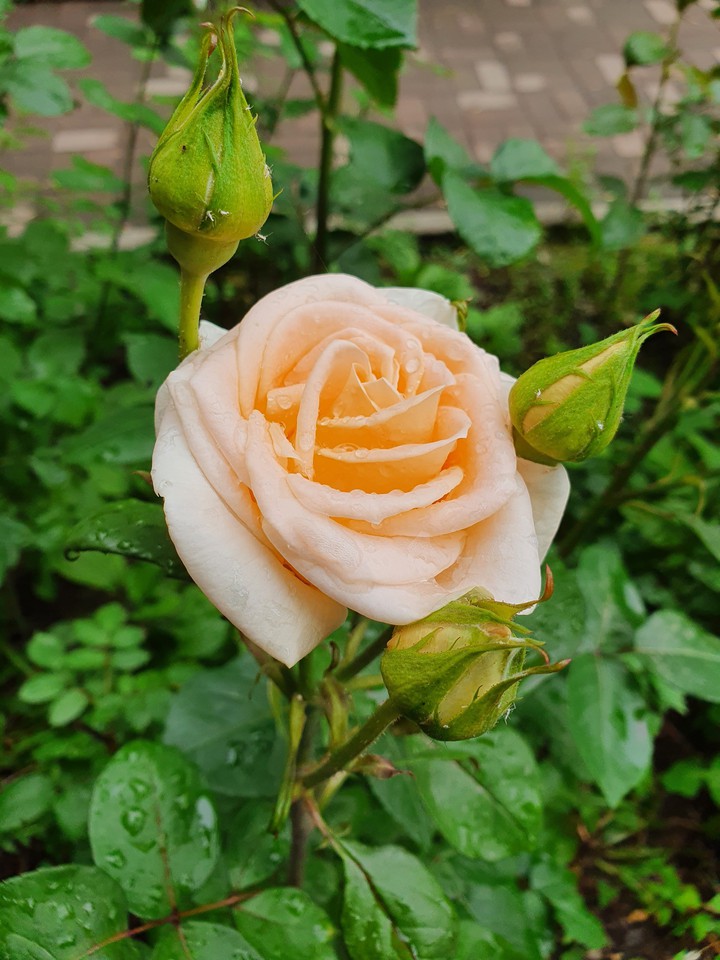 Rose