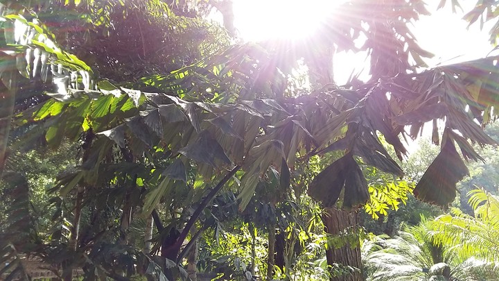 Tropical plants