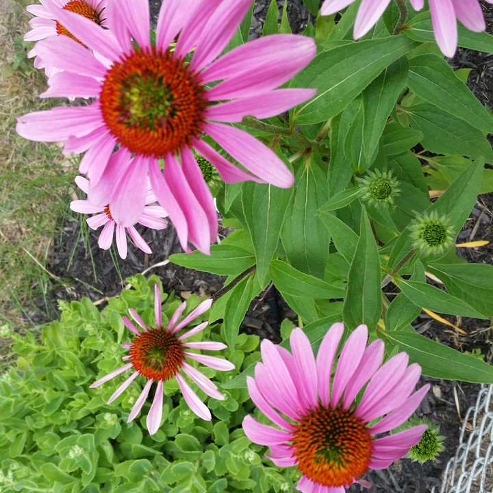 mi casa flores