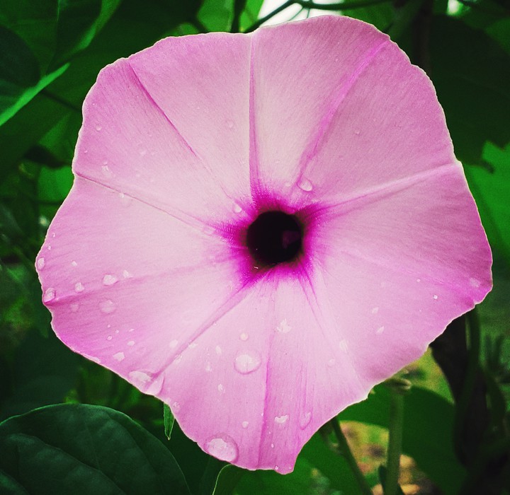 best flower