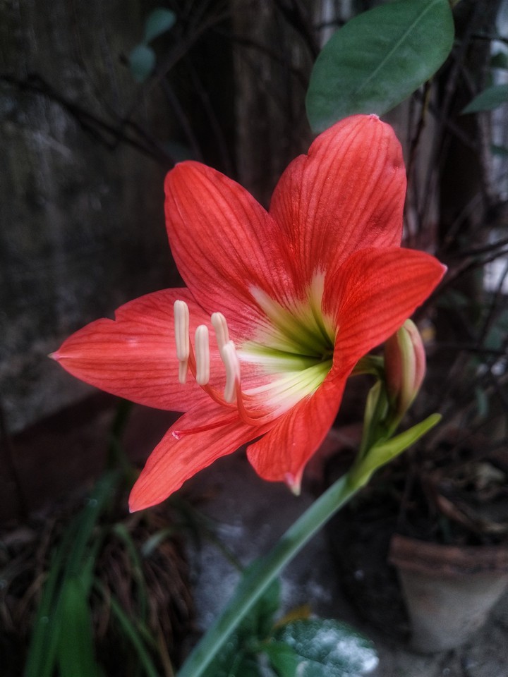 Wild Flower