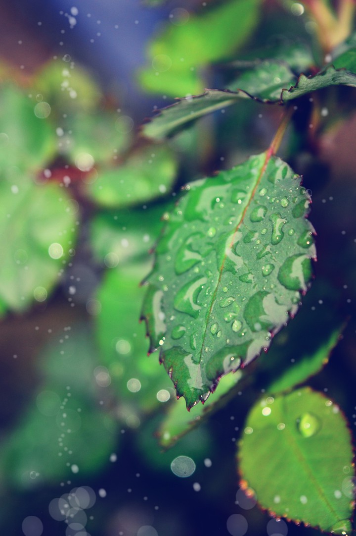 water leaves!