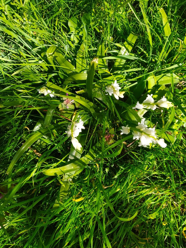 flower story