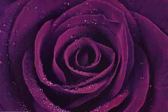 Rose ?