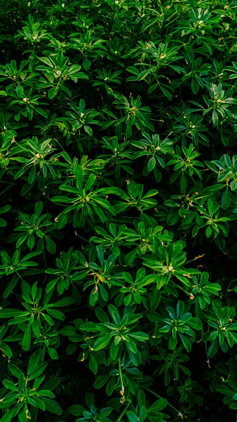 fondos de pantalla green, daphnes