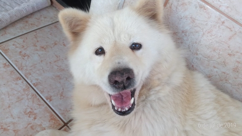 akita