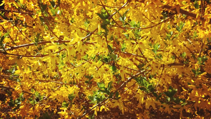 yellow spring