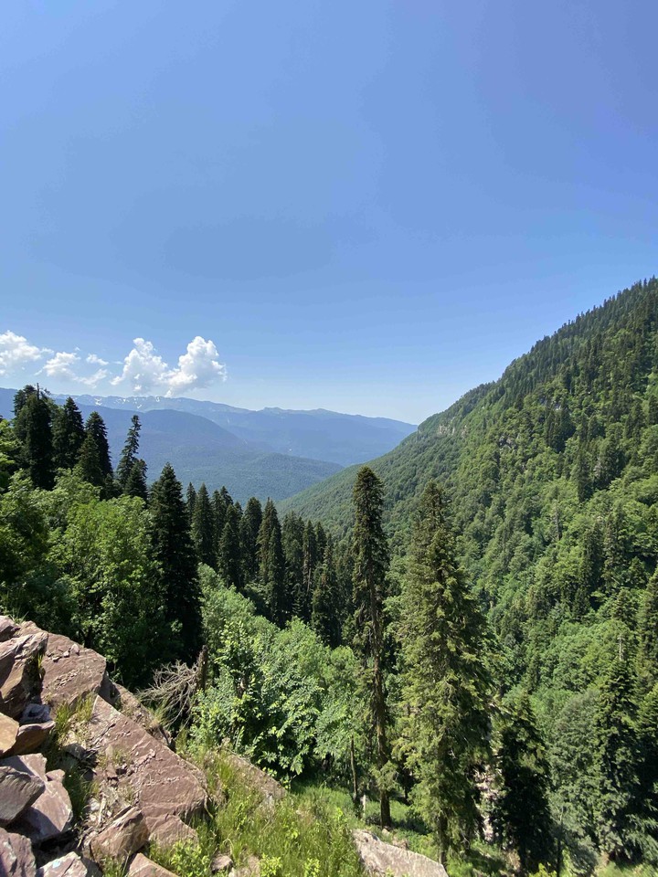 Forest view