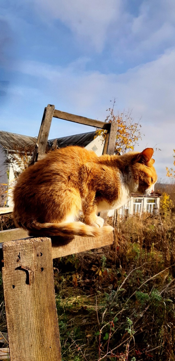cat