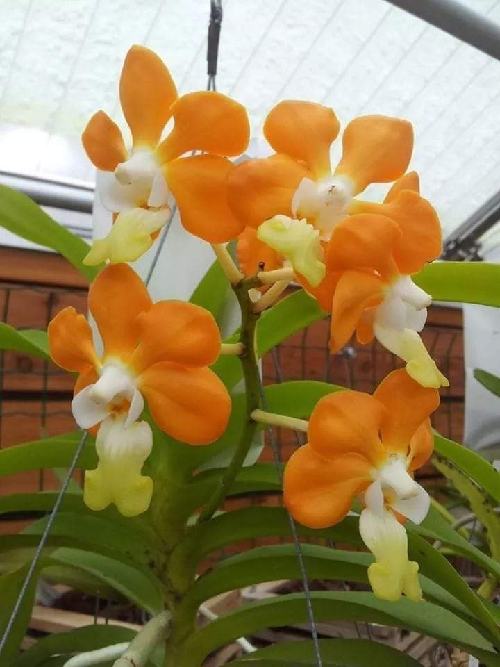 orquídea Orange
