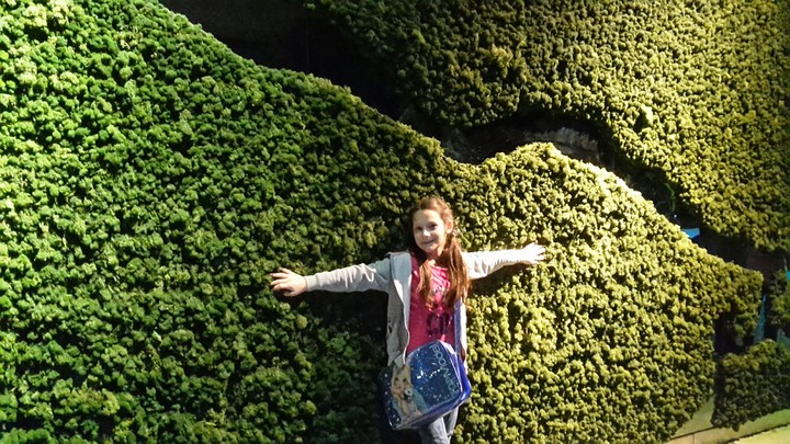 the daun