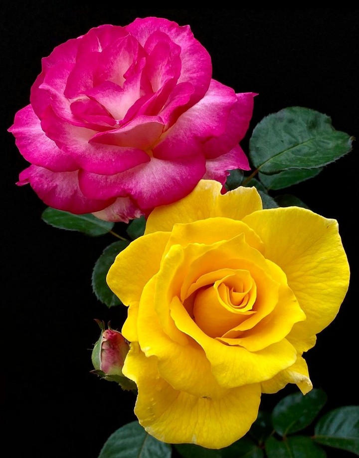 Roses