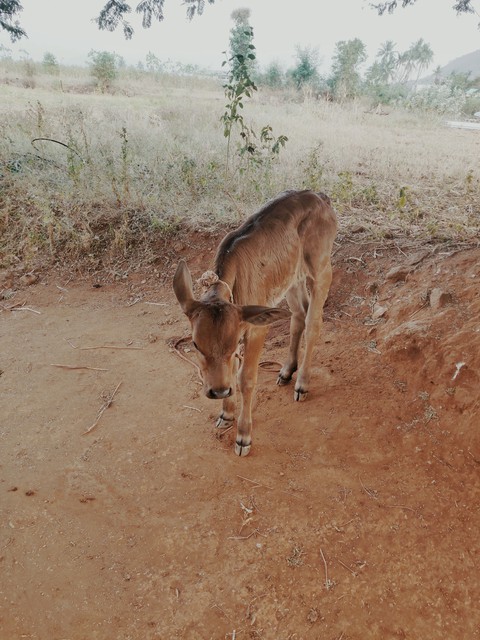 small cow