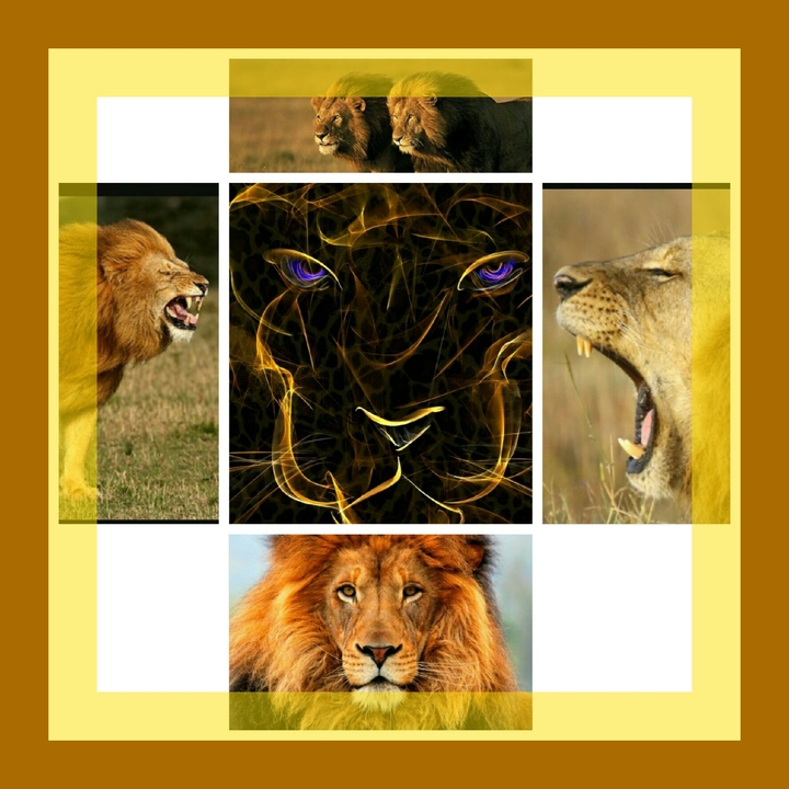 lions