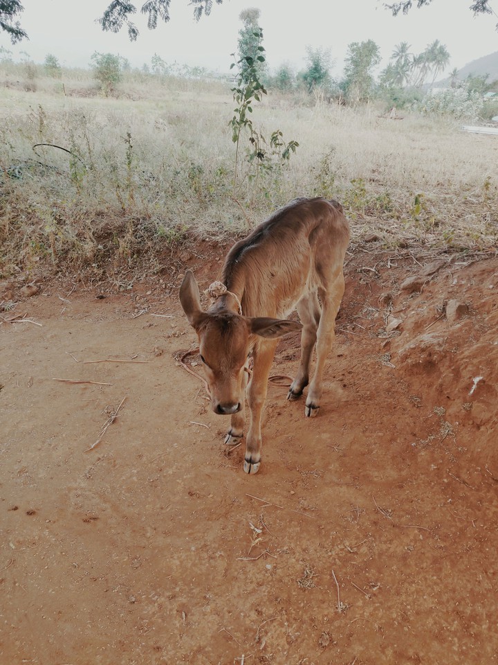 small cow