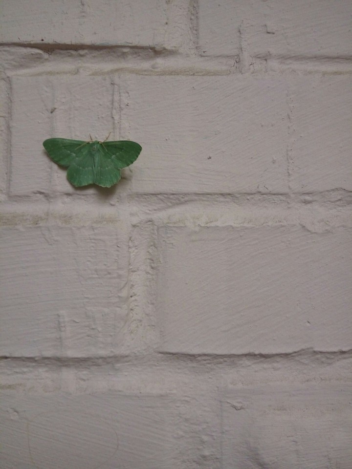 the butterly
