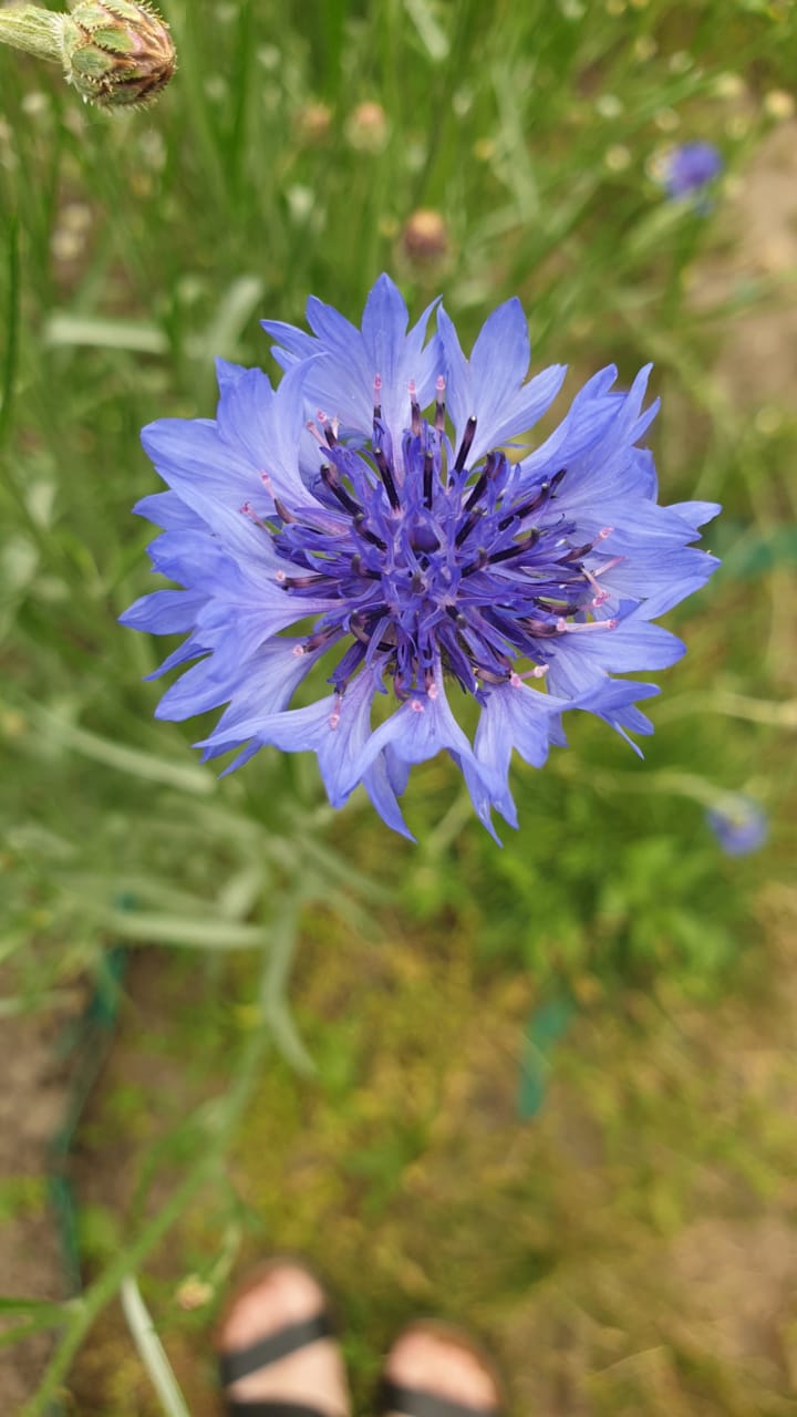Watching the flower