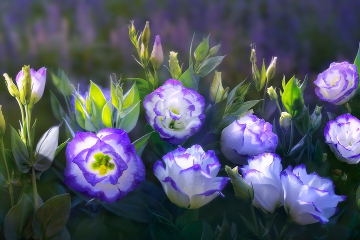 Purple_flower