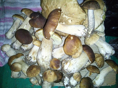 fondos de pantalla mushroom, matsutake