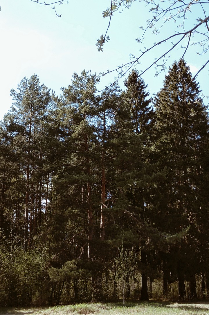 Forest