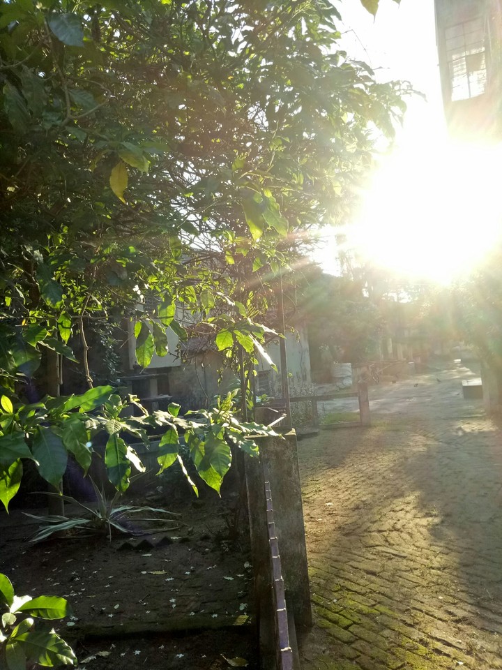 Sun rays with green leafs