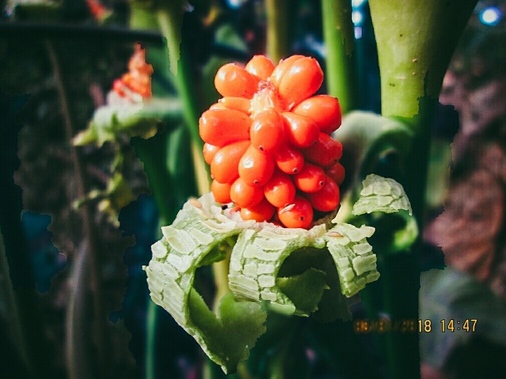 Flower