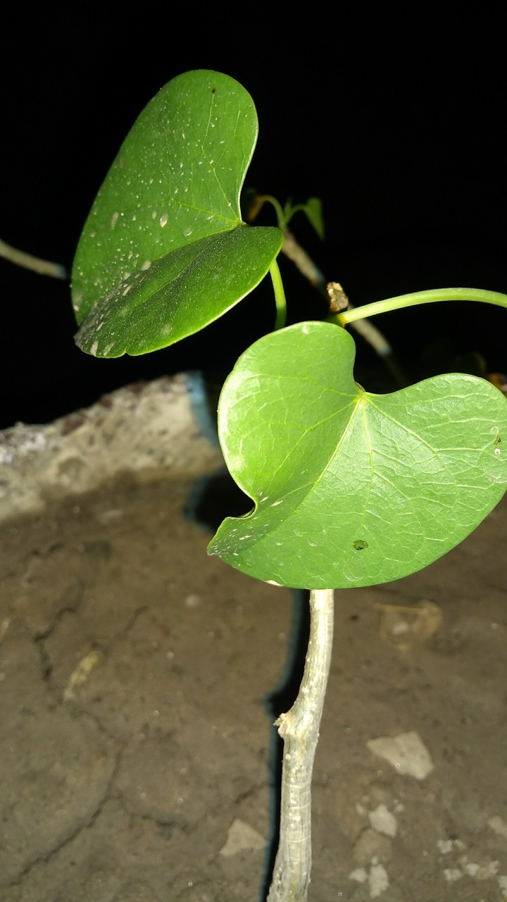 medicine plant 'Giloy'