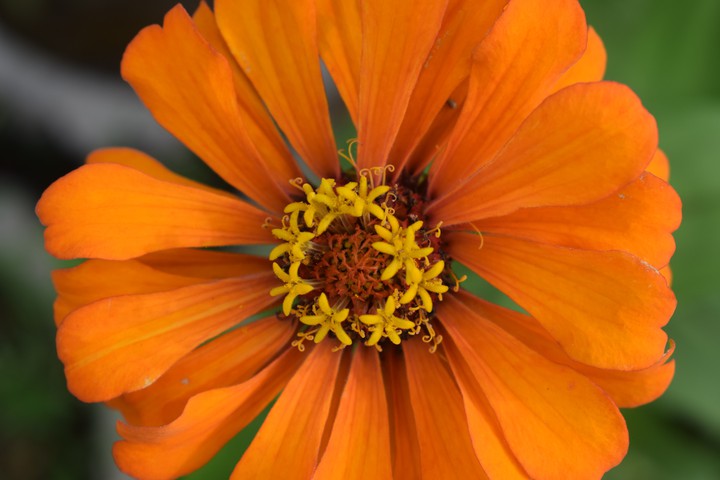 nature itself beautiful #sunflower
