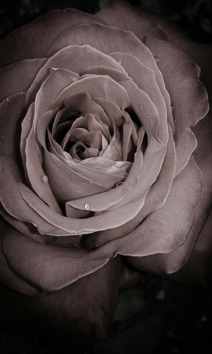 Black rose, moon rose