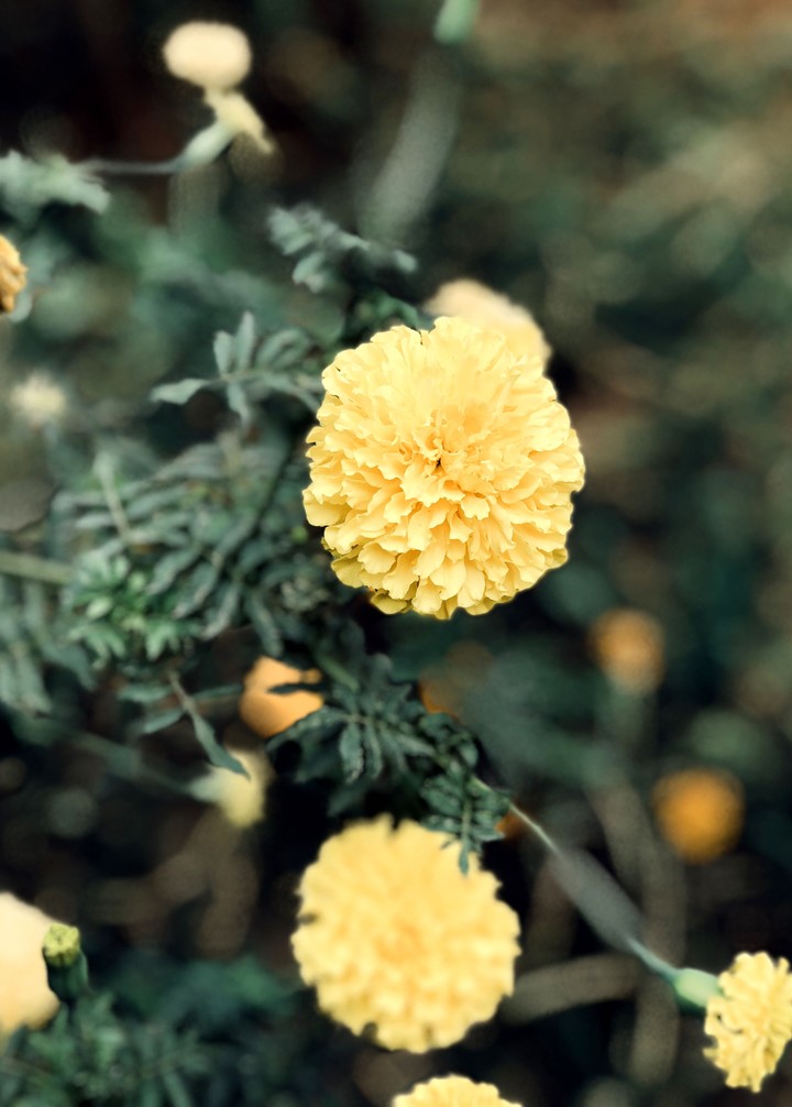 The little yellow flower