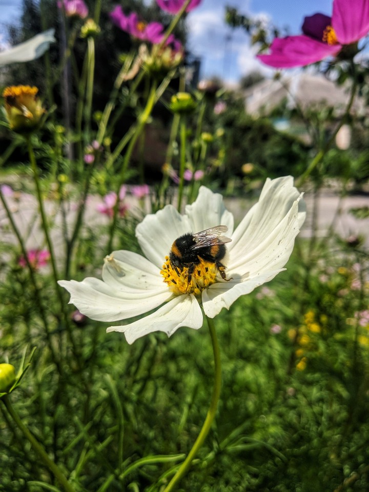 bumblebee
