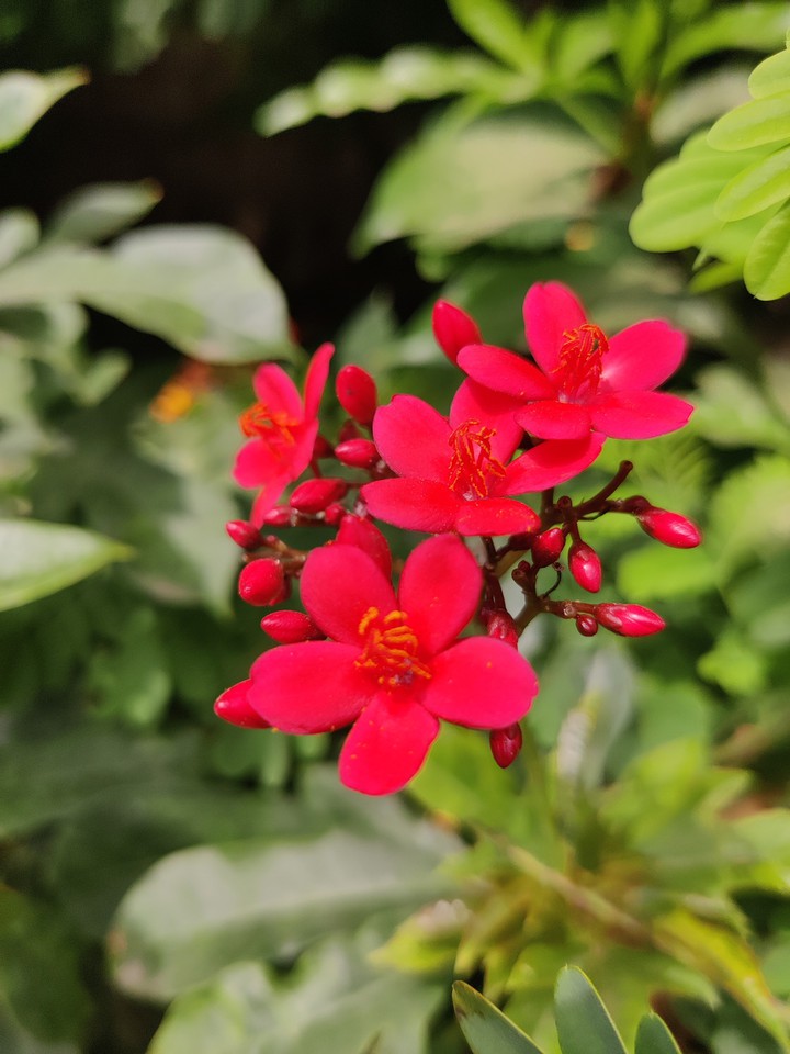Bright red Jatropha
