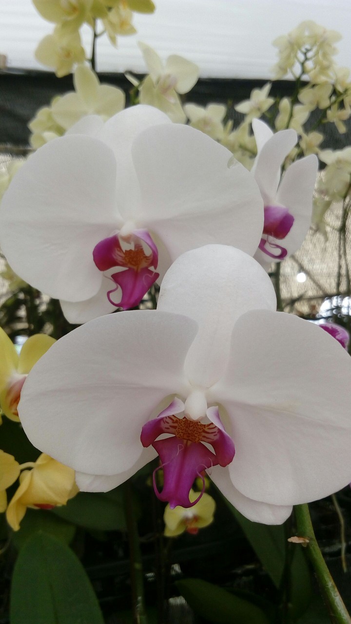 Orchid