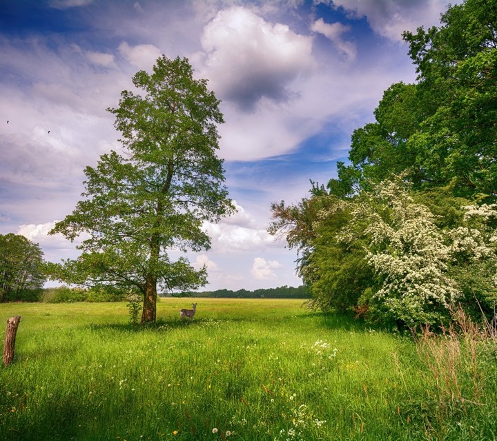 nature