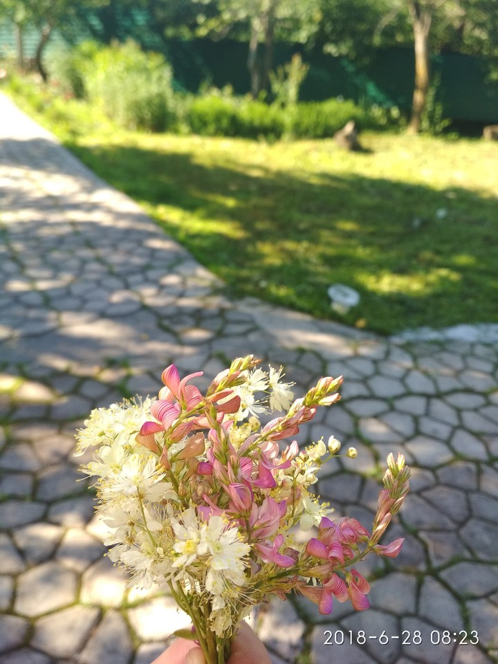 Wildflowers