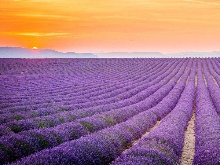 Campos de Lavanda