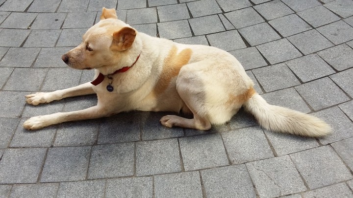Dog