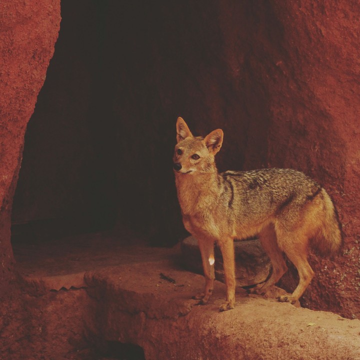 Foxy Fox