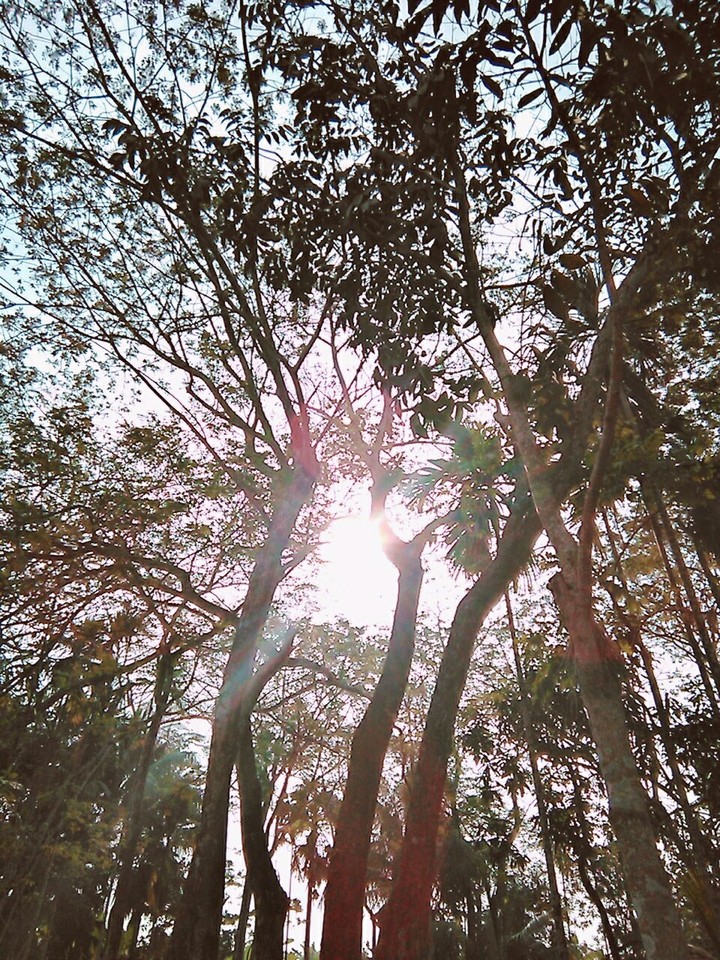 trees