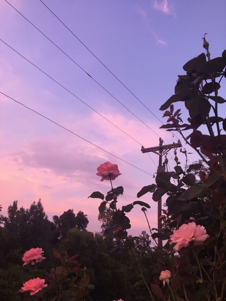 #roses