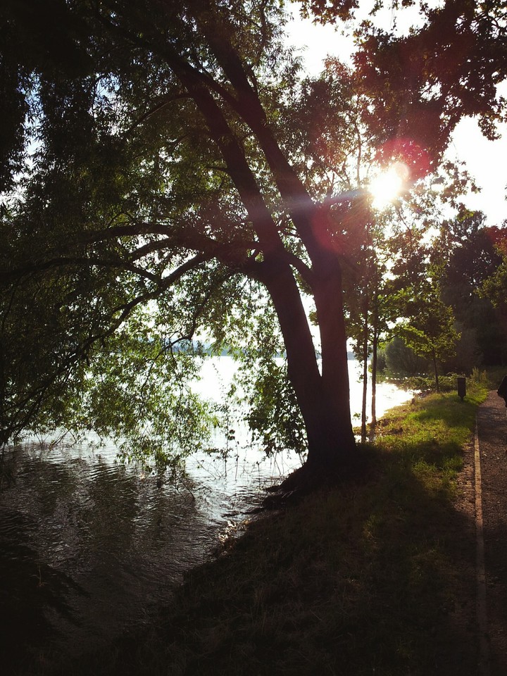 Baum
