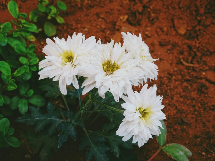 Flower