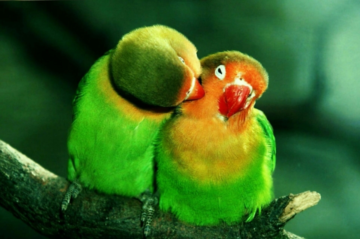 Parrots