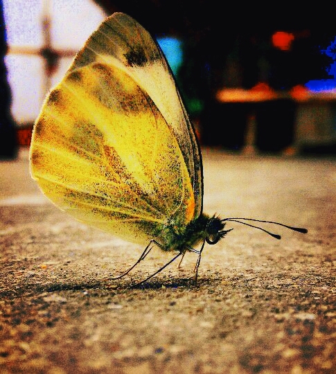 butterfly