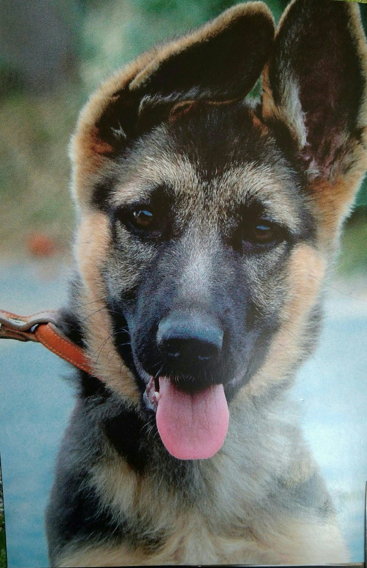 dog
