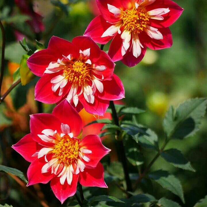 fleurs⭐⭐⭐