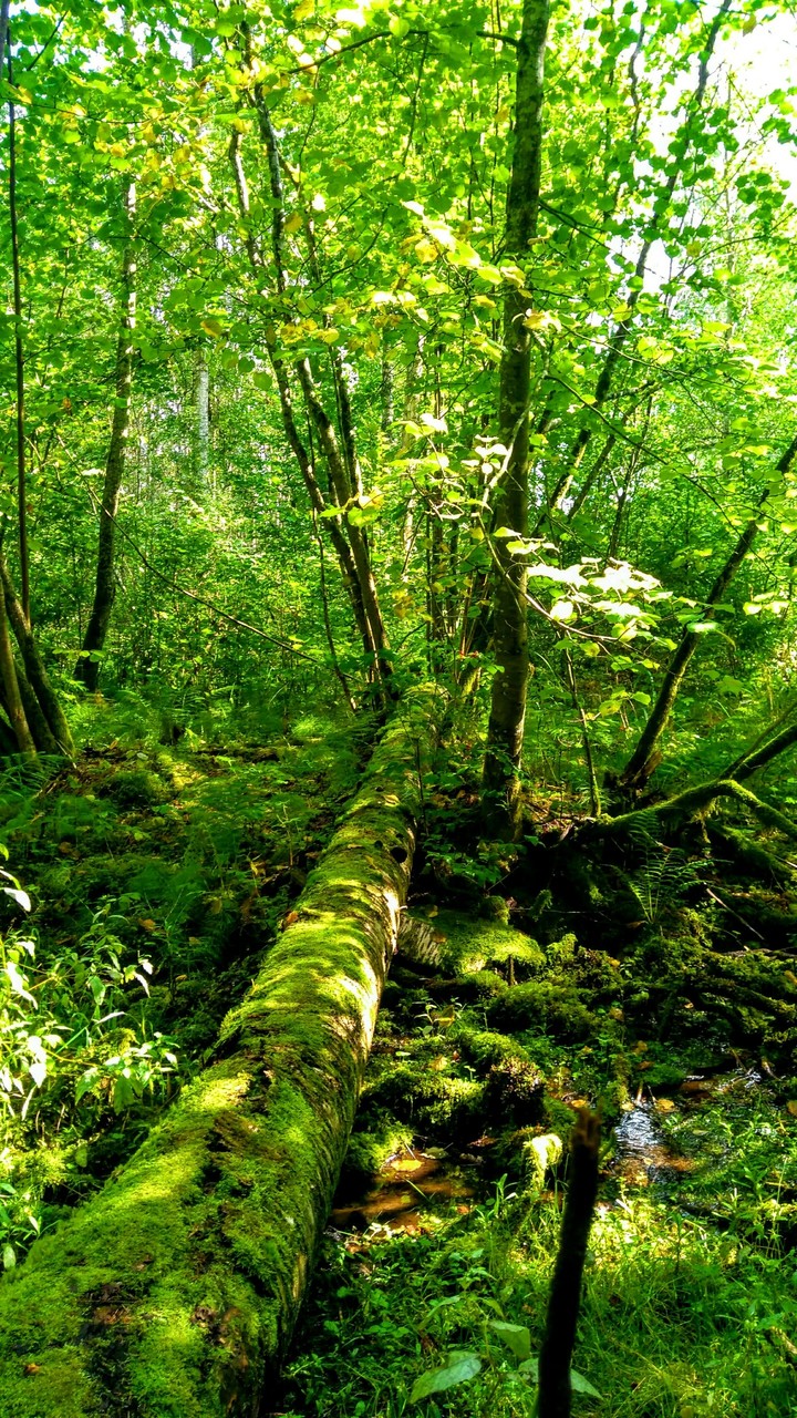 Jungle