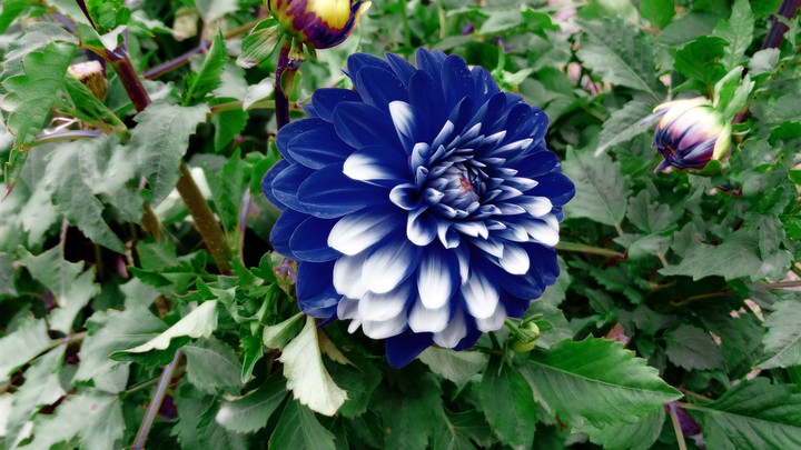 Blue Flower
