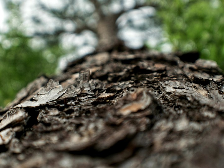 Pine Tree Bark