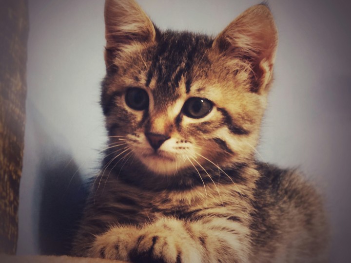 Котёнок